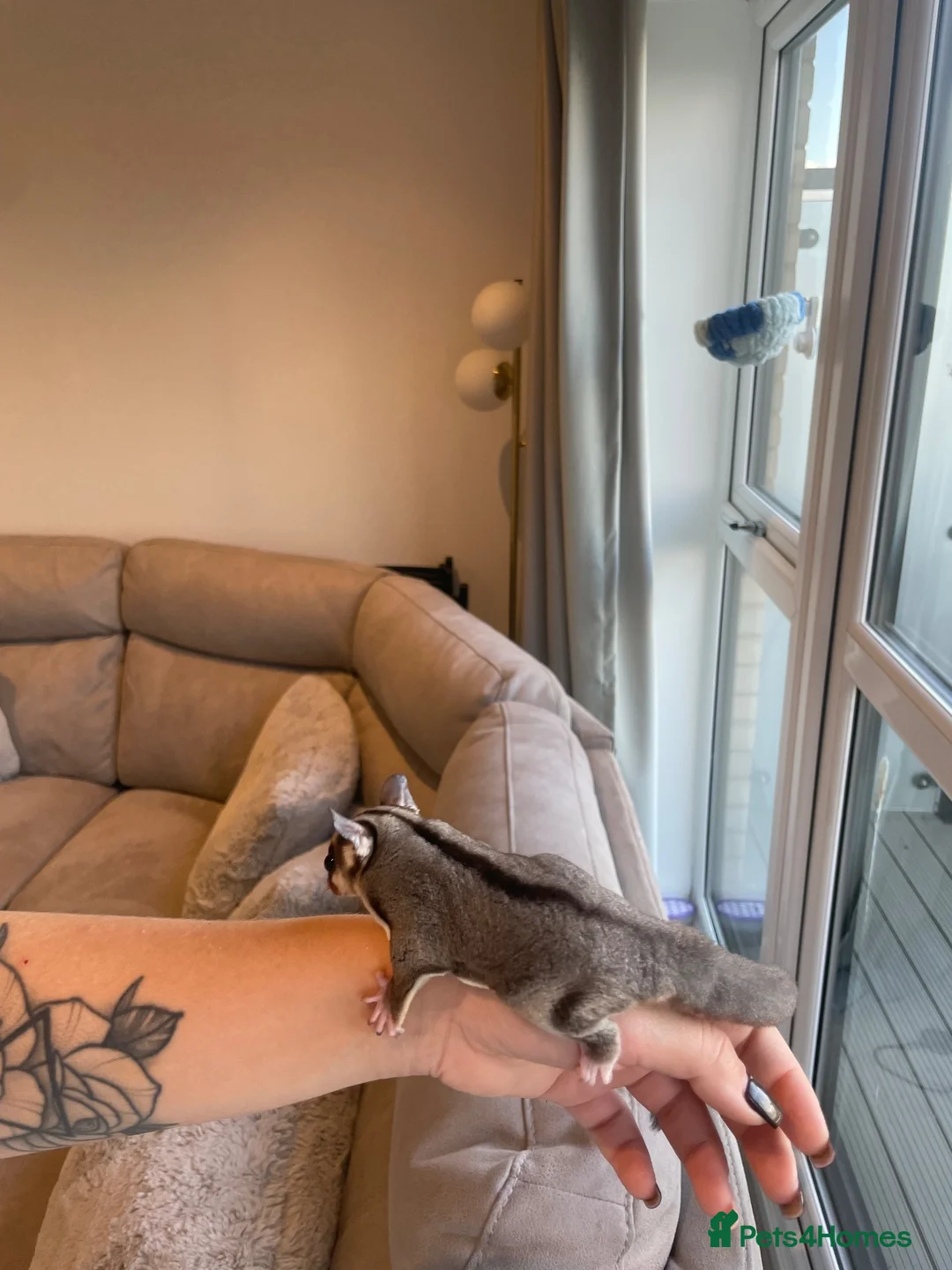 Sugar Glider rodents for sale: Grey Male Sugar Glider - Advert 7