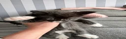 Mixed Breed cats for sale: Mixed breed kittens  - Advert 6