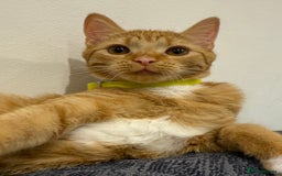 Mixed Breed cats for sale: Ginger cat/ 7 months old  - Image 17