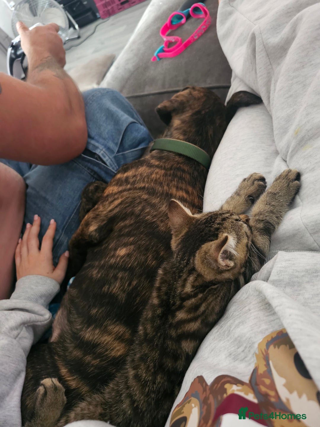 Mixed Breed dogs for sale: Hunt away/Presa Canario - Image 8