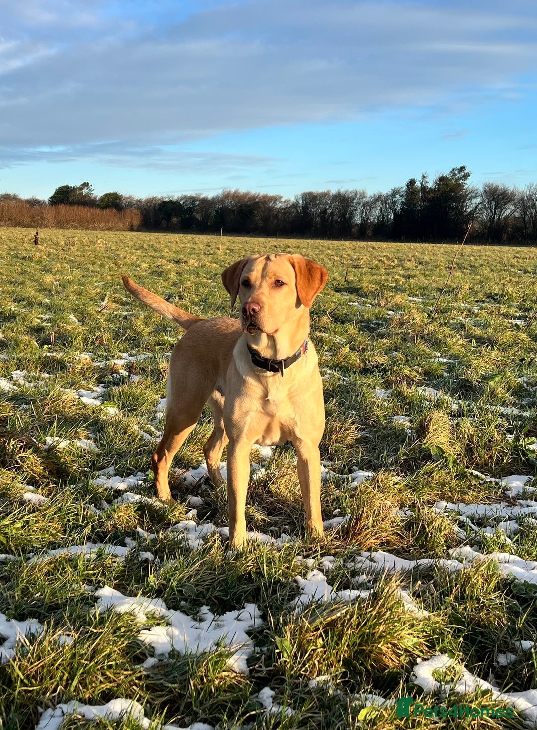 Labrador Retriever dogs for sale: Golden Labrador Puppies for Sale - Image 22