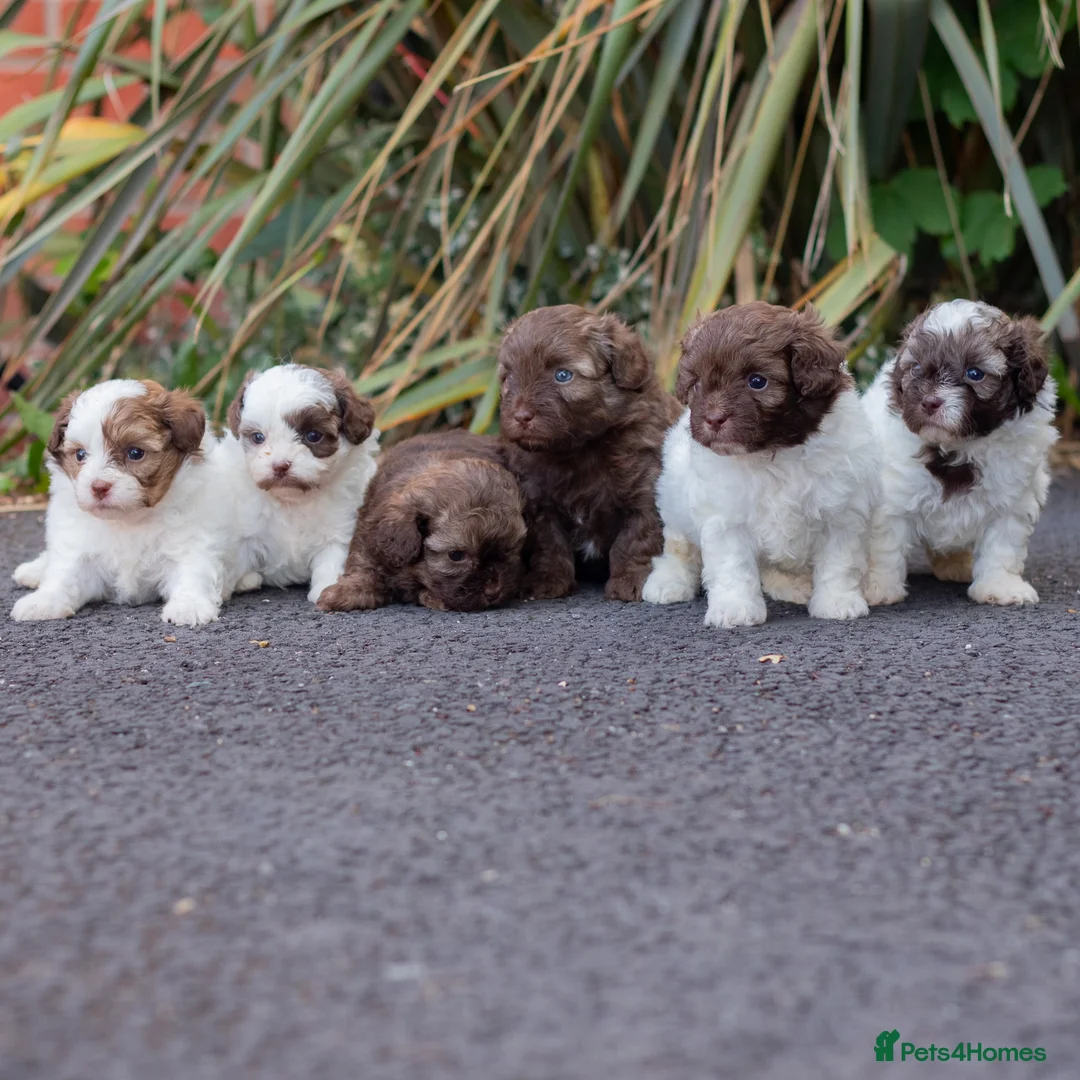 Shihpoo dogs for sale: Imperial toy Shih poo puppies  - Advert 1