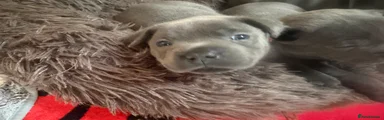Staffordshire Bull Terrier 2
