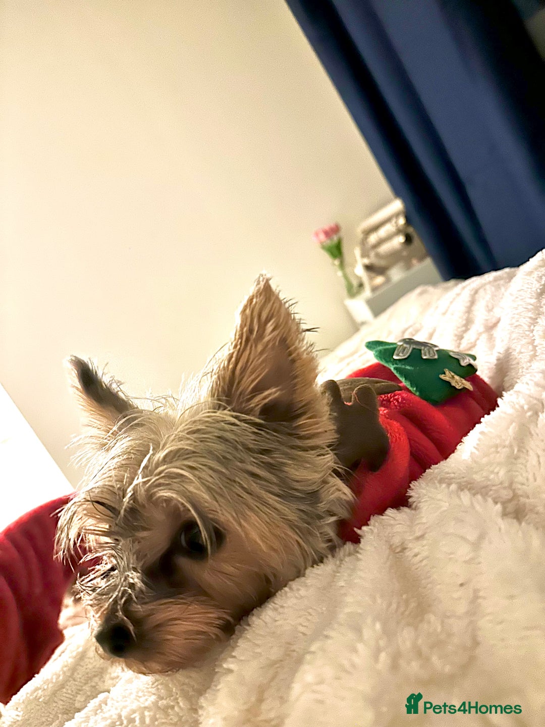 Yorkshire Terrier dogs for sale: Little Yorkshire Terrier  - Advert 6