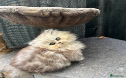 Persian cats for sale: Stunning chinchilla Persian kittens - Image 6