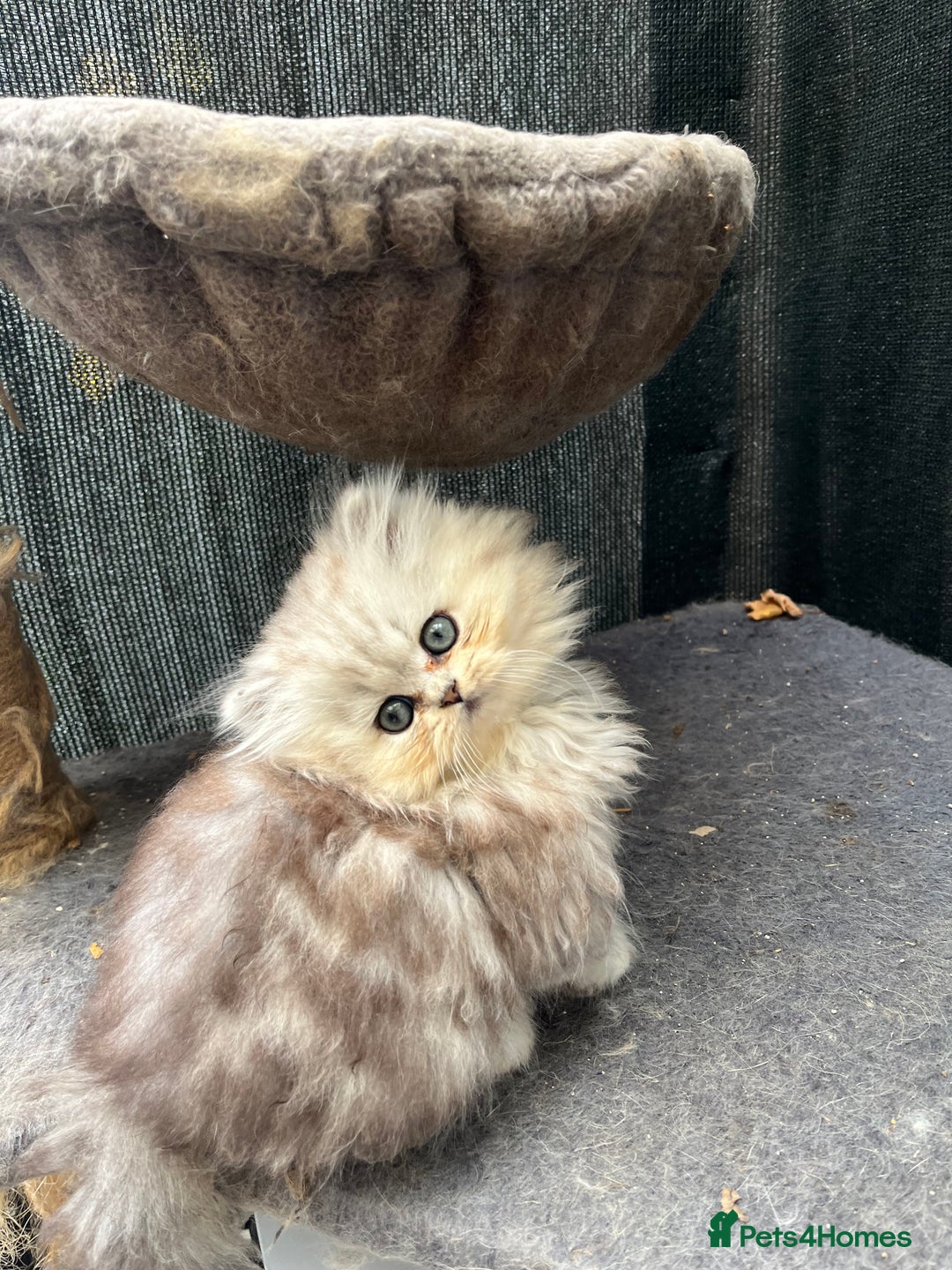 Persian cats for sale: Stunning chinchilla Persian kittens - Image 6