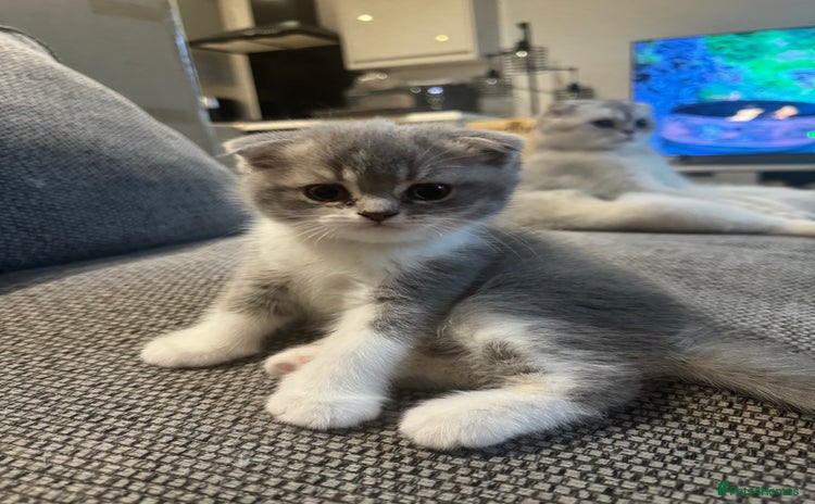 Scottish Fold cats - Advert 1