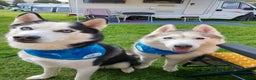 Siberian Husky dogs for stud: Siberian Husky for Stud in Glasgow - Advert 4