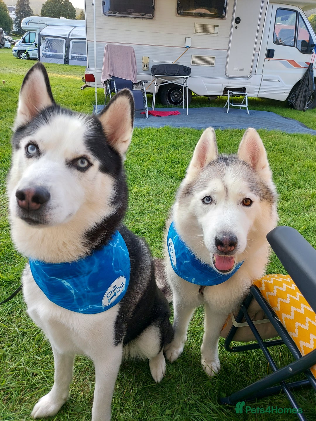 Siberian Husky dogs for stud: Siberian Husky for Stud in Glasgow - Image 4