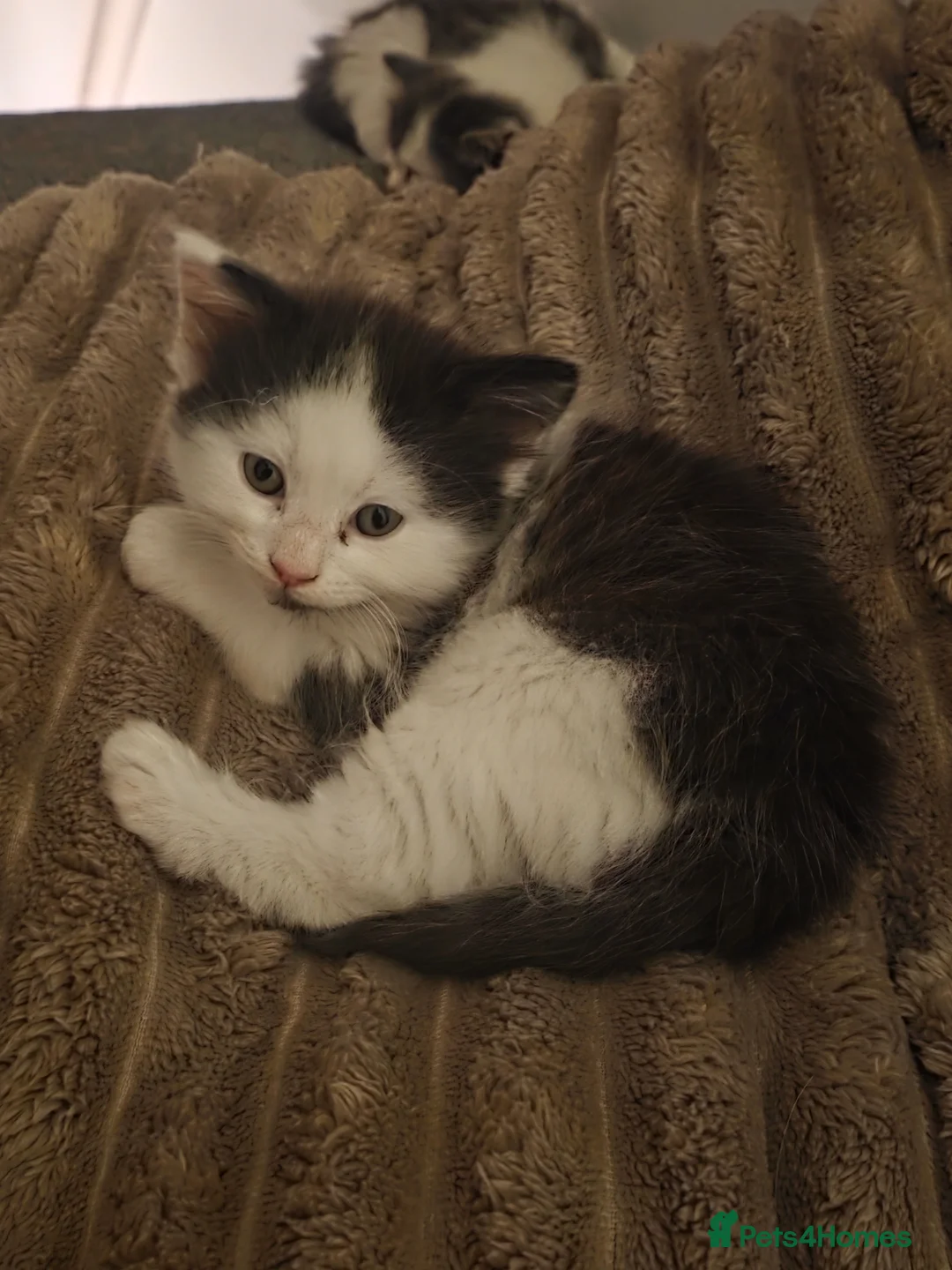 Mixed Breed cats for sale: Two gorgeous angels need a forever home  in Witney - Advert 29