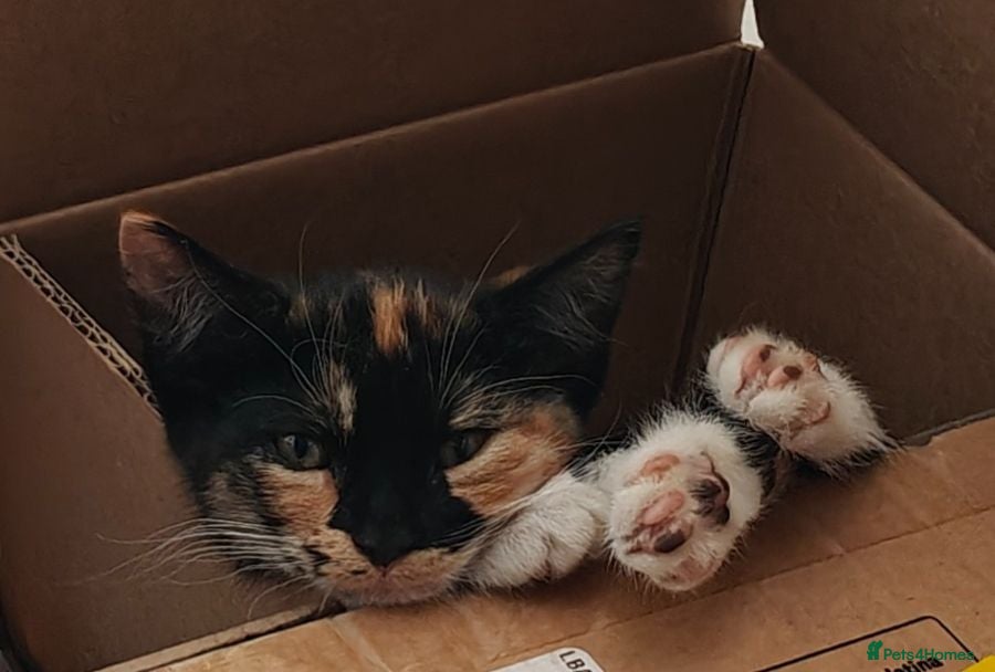 Mixed Breed cats ❤️Last 4 Ready to go Gorgeous kittens❤️ - Advert 1