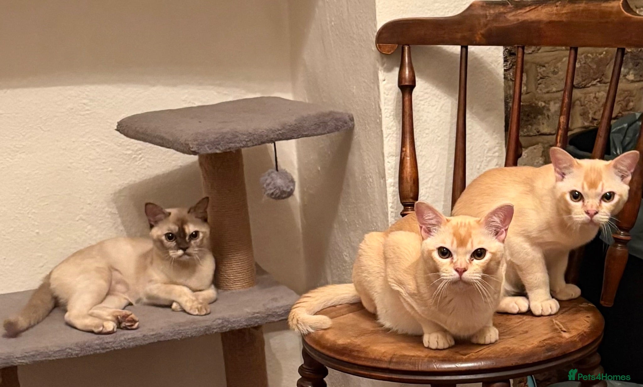 Burmese cats Red Burmese boy - Advert 15