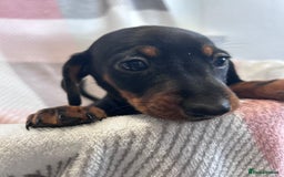 Dachshund dogs for sale: Dachshund puppies - Image 13