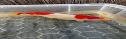 Koi Carp fish for sale: 3 x Large Koi for sale  in Chatham - Advert 2