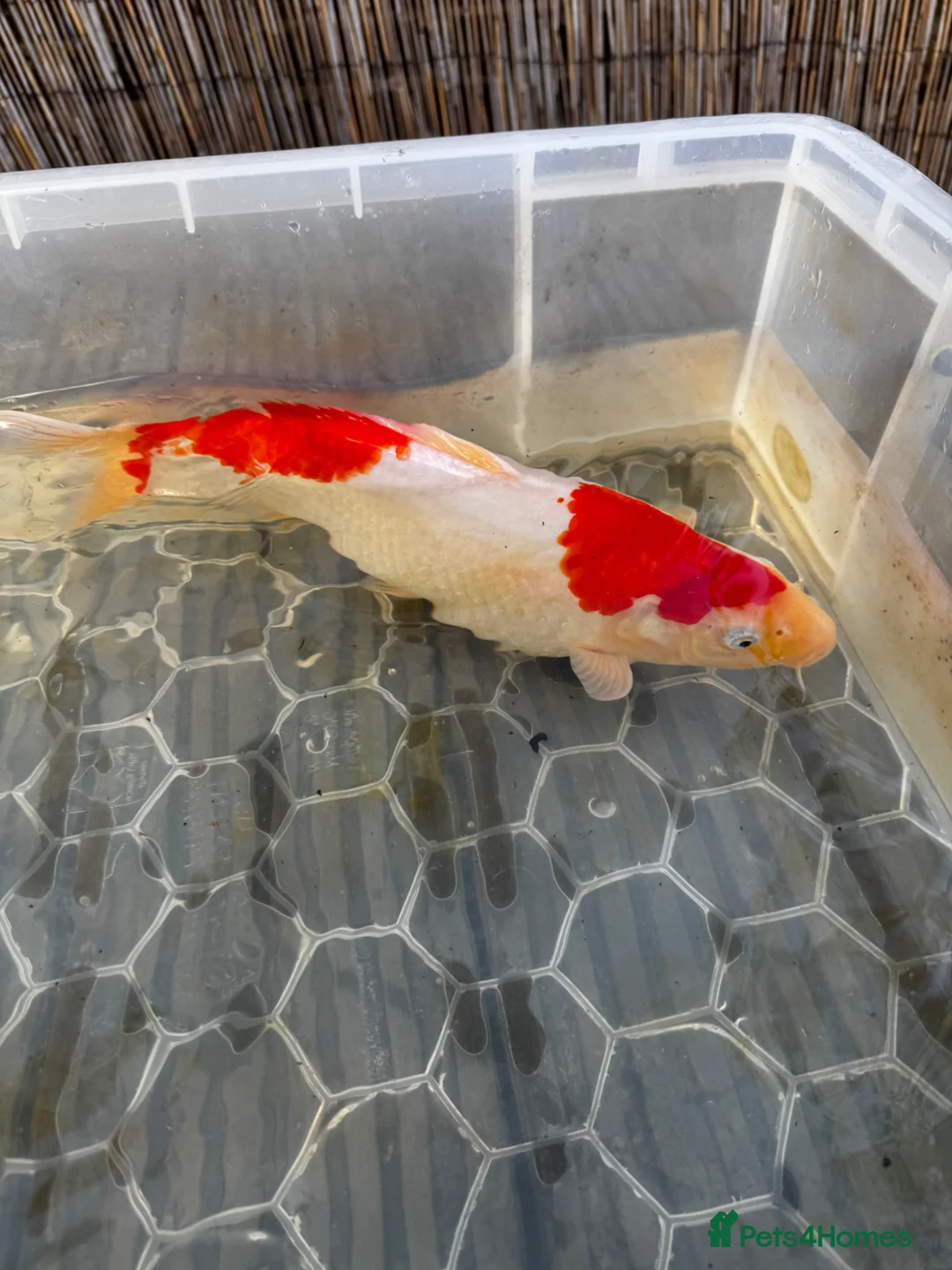 Koi Carp fish for sale: 3 x Large Koi for sale  in Chatham - Advert 2