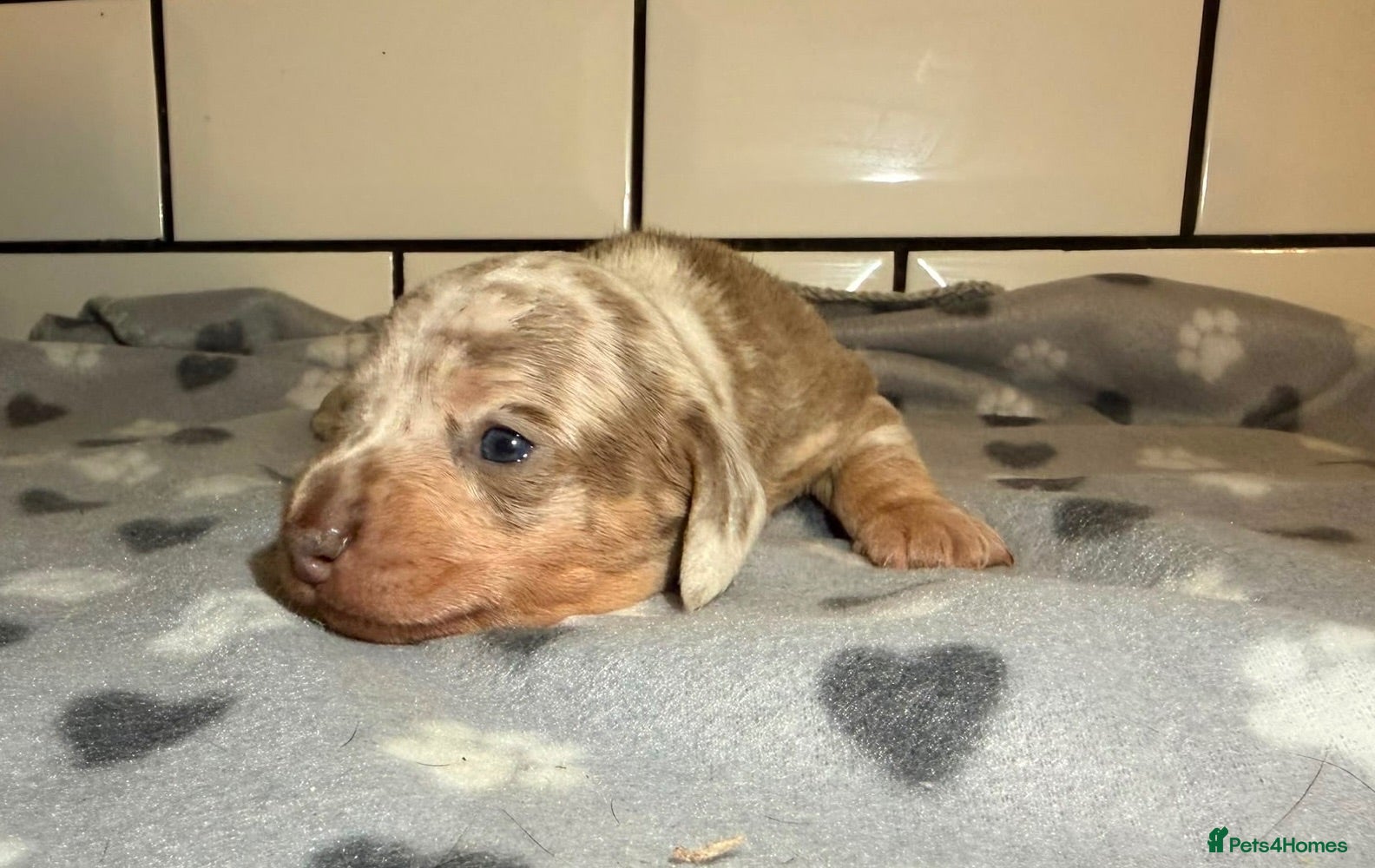 Miniature Dachshund dogs STUNNING KC MINIATURE DACHSHUNDS DAPPLE  - Advert 2
