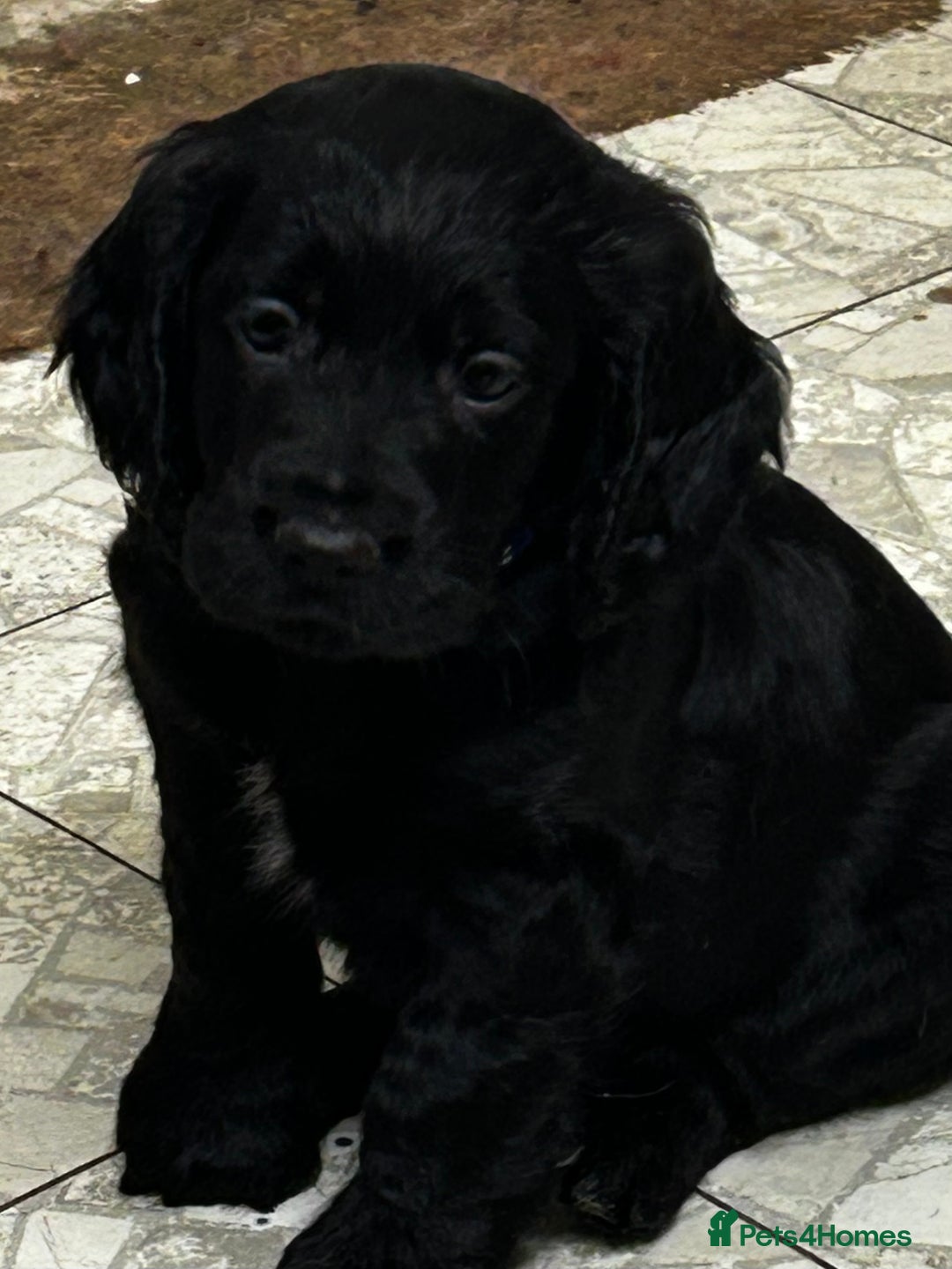 Cocker Spaniel dogs for sale: ✨ Cuddles Await from our Cocker Spaniel Pups  - Advert 8