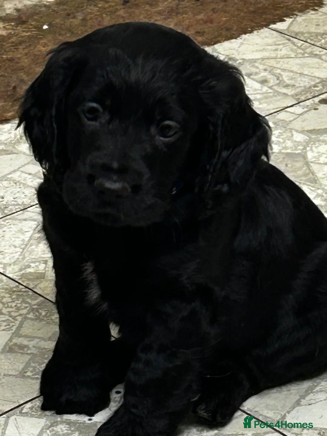 Cocker Spaniel dogs for sale: ✨ Cuddles Await from our Cocker Spaniel Pups  - Advert 25
