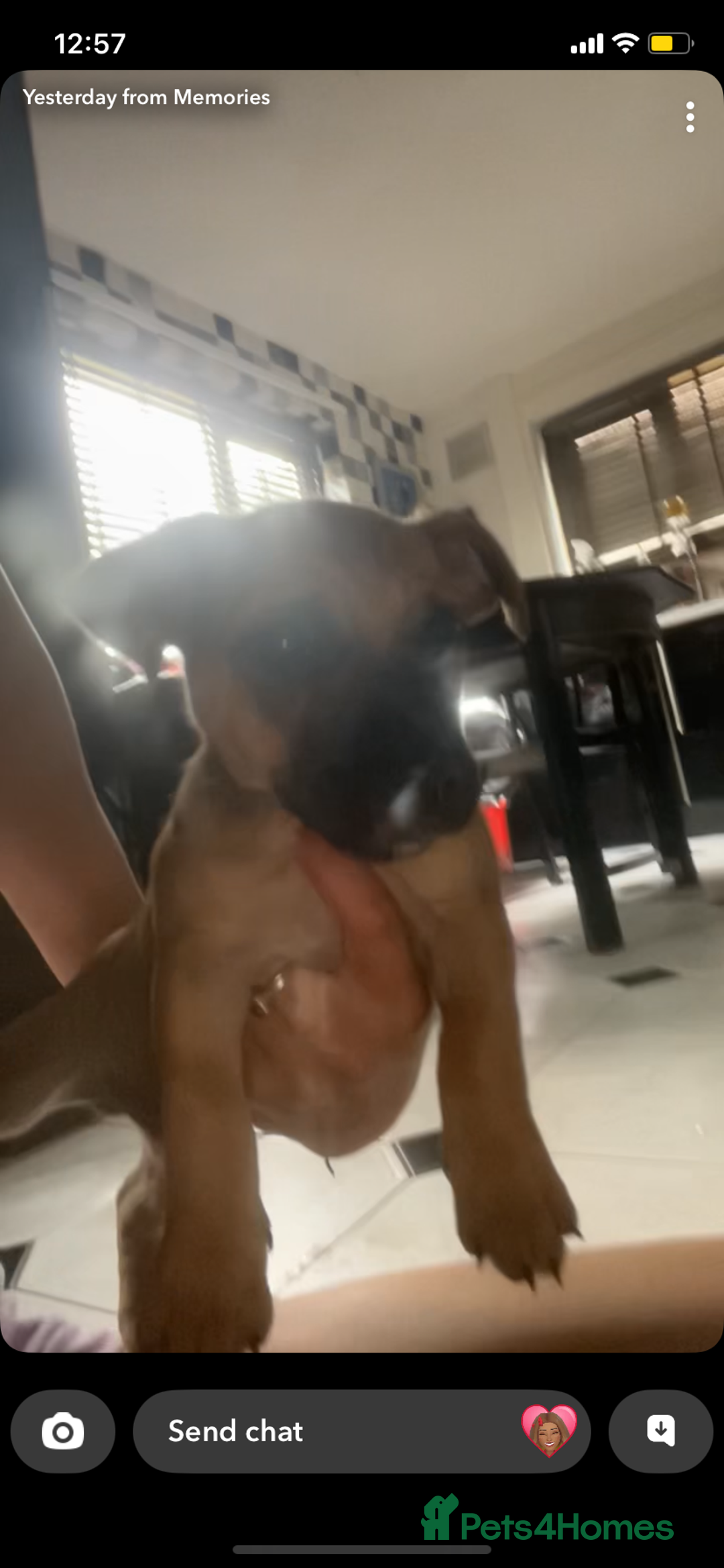 Jug dogs for sale: Lovely little bundle of joy  - Image 2
