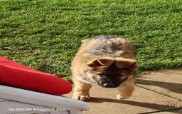 German Shepherd dogs for sale: German Shepherd puppy - Image 11