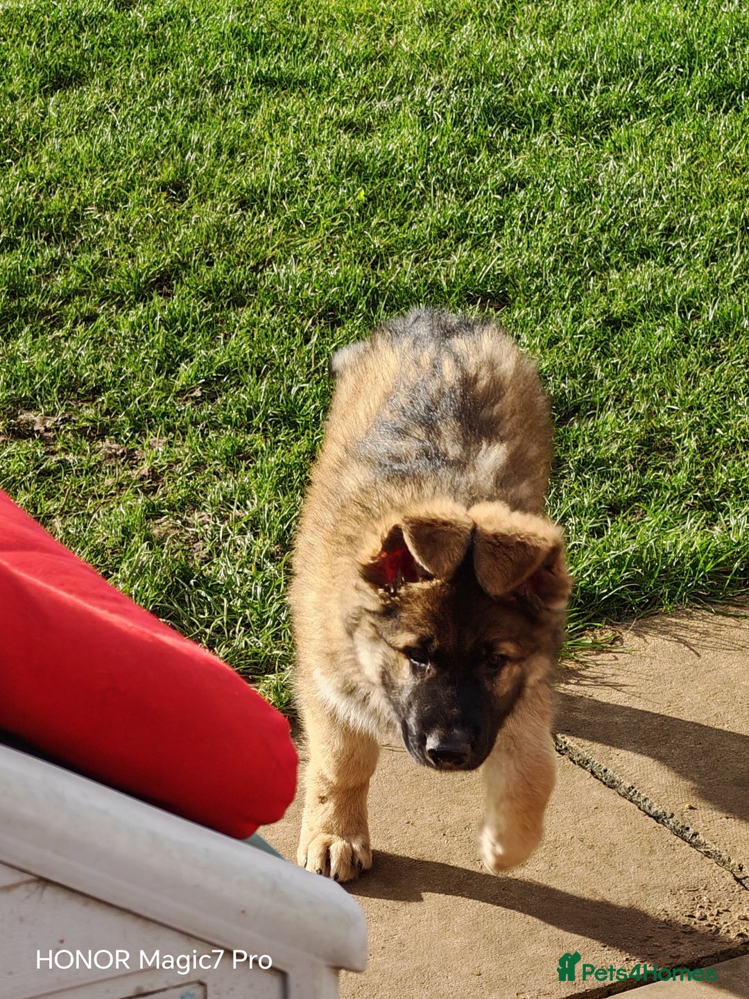 German Shepherd dogs for sale: German Shepherd puppy - Image 11