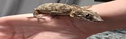 Gecko reptiles for sale: Gargoyle Gecko - Advert 2