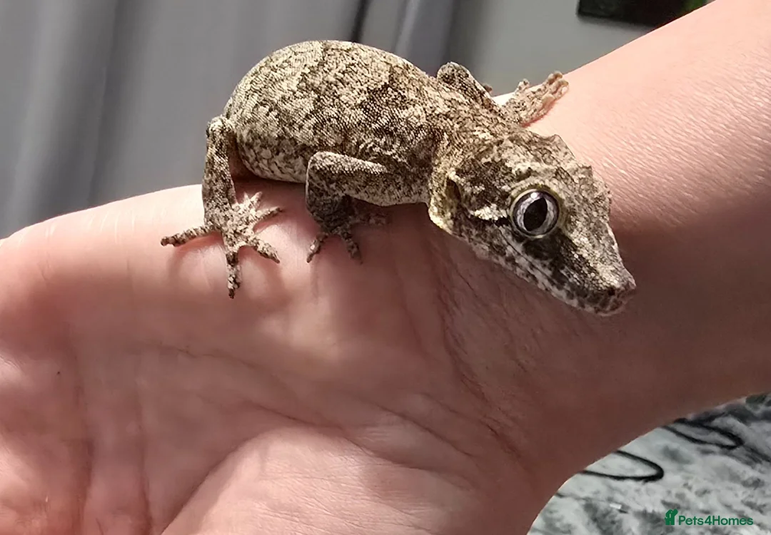 Gecko reptiles for sale: Gargoyle Gecko - Advert 2