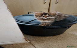 British Longhair cats for sale: Fully vaccinated kittens  - Image 7