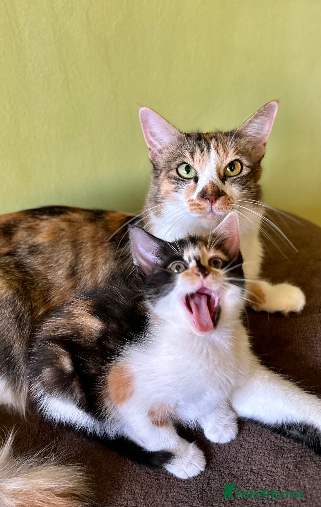 Mixed Breed cats for sale: Kittens from half Siamese mum - Advert 19