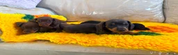 Dachshund dogs for sale: Mini dachshund puppies in Market Harborough - Advert 2