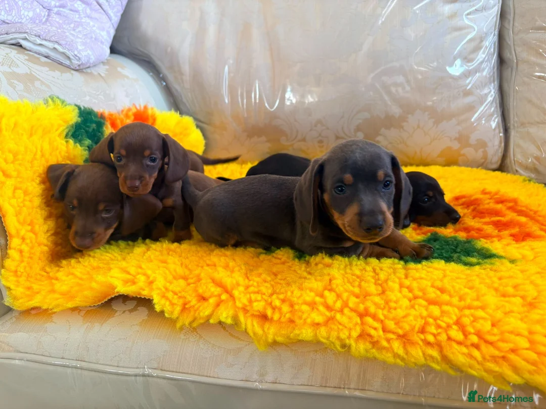 Dachshund dogs for sale: Mini dachshund puppies in Market Harborough - Advert 2