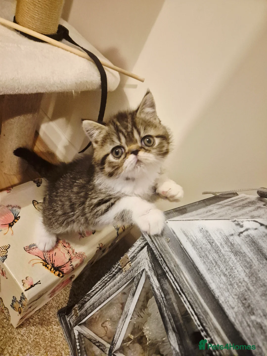 Persian cats for sale: Persian and exotics kittens  - Advert 2