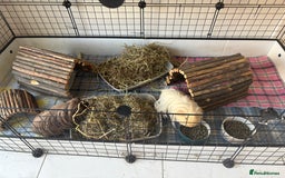 Guinea Pig rodents for sale: Male Guinea Pigs - Image 2