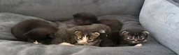 British Longhair cats for sale: 5 adorable kittens  - Advert 18
