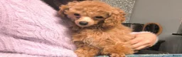 Toy Poodle dogs for sale: KC Real Toy Poodle 1 female and 1 male  puppy - Advert 16