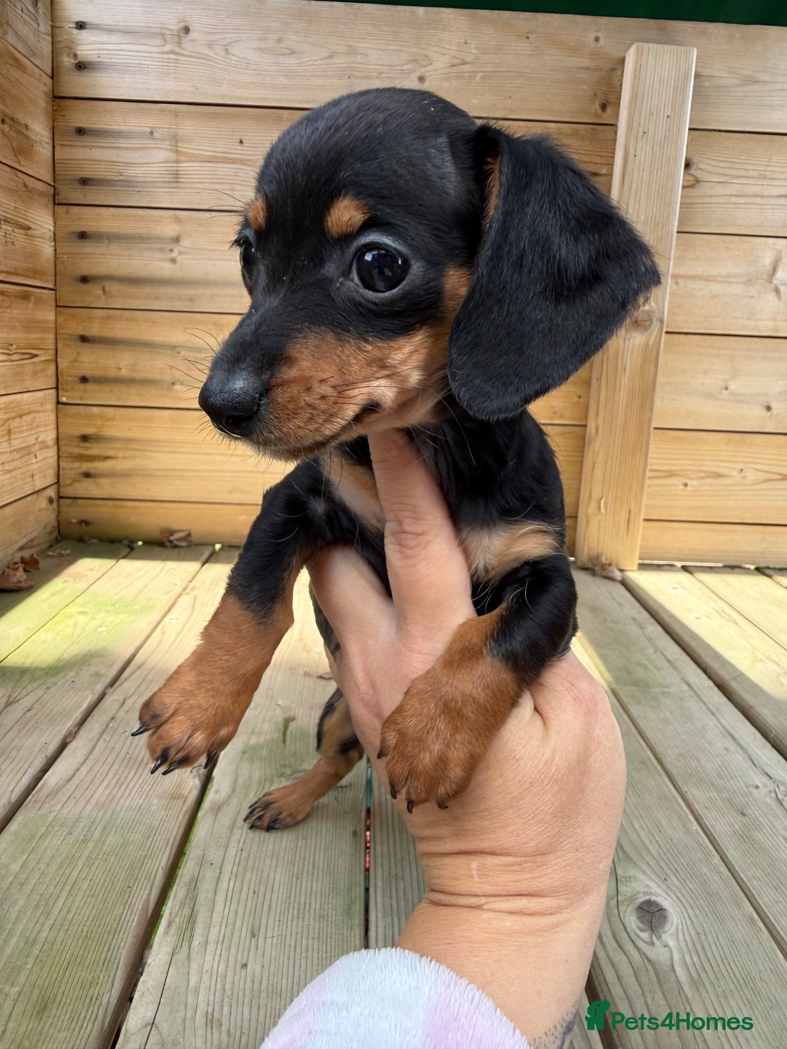 Miniature Dachshund dogs Beautiful Litter Of Miniature Dachshund Pups - Advert 2