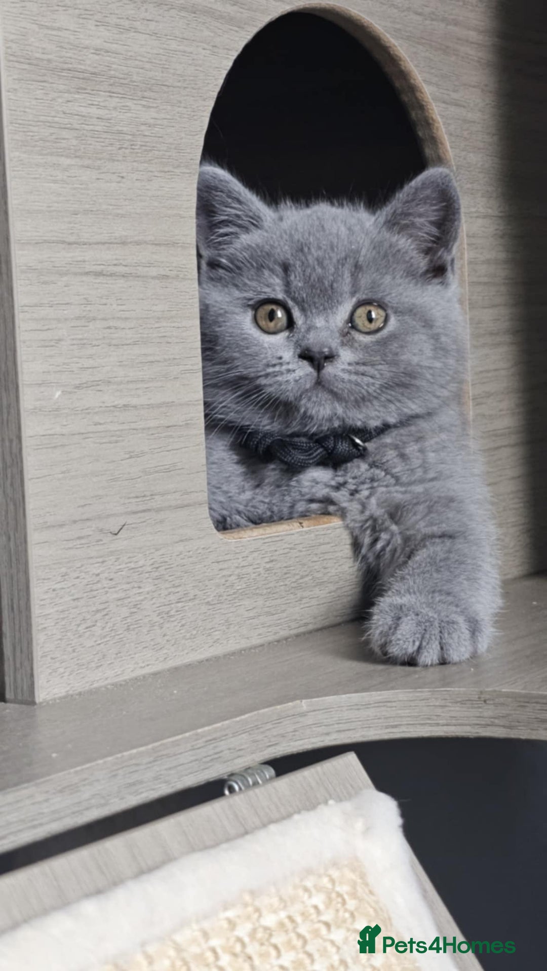 British Longhair cats for sale: GCCF  Show Quality Champion! - Image 2