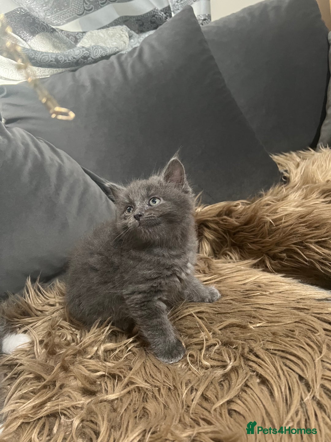 Scottish Fold cats for sale: Beautiful Scottish fold🧸🌹 - Image 6