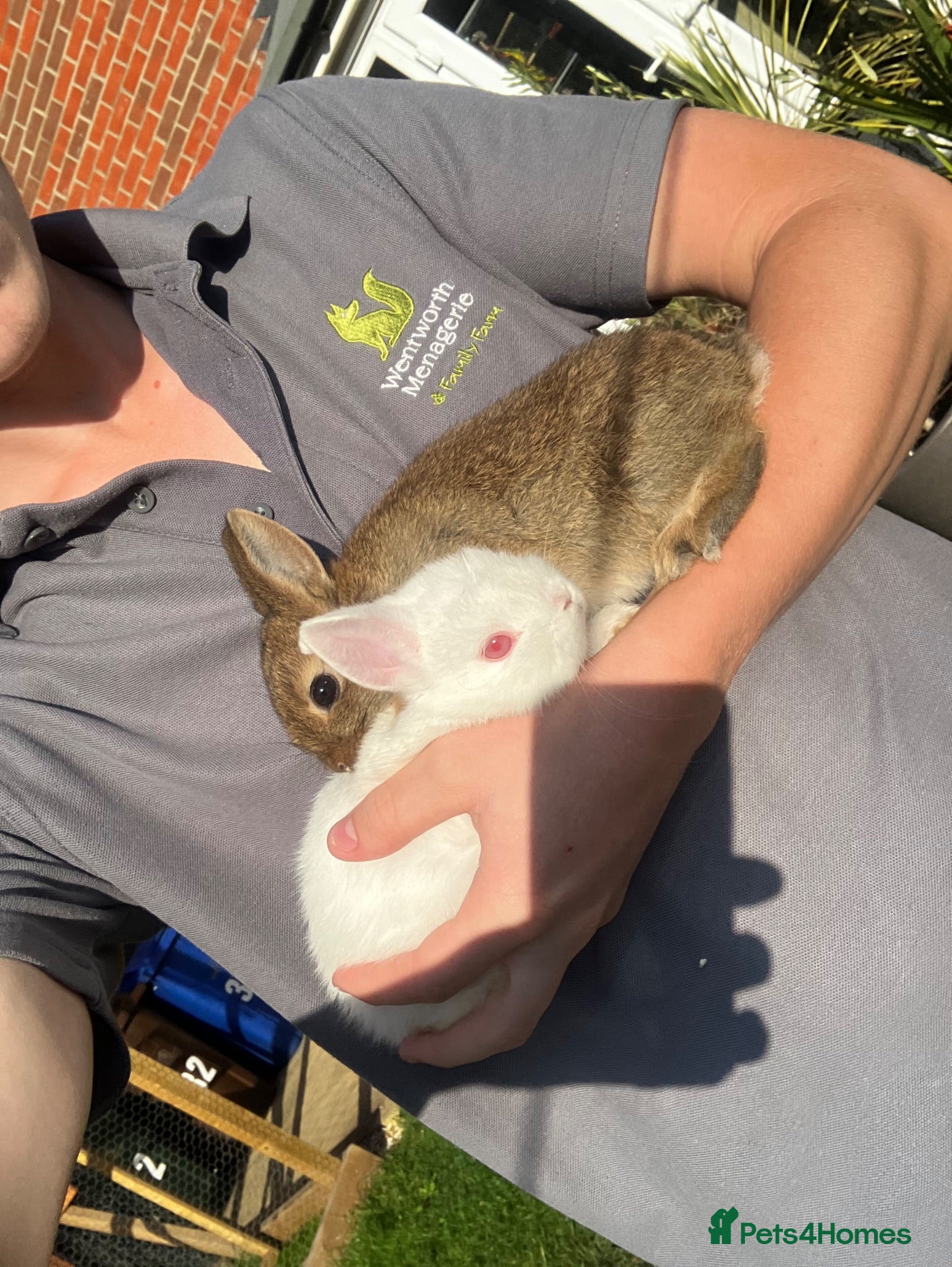 Netherland Dwarf rabbits LAST BABY Netherland Dwarfs! - Advert 6