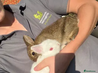 Netherland Dwarf rabbits LAST BABY Netherland Dwarfs! - Advert 6