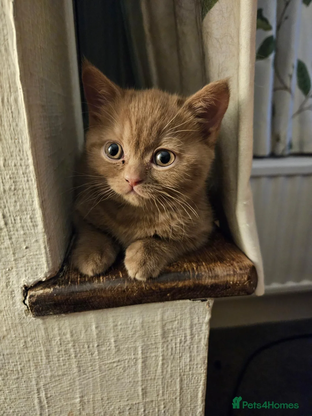 British Shorthair cats for sale: 3 pedigree british shorthairs rare colours in Bromley - Advert 21