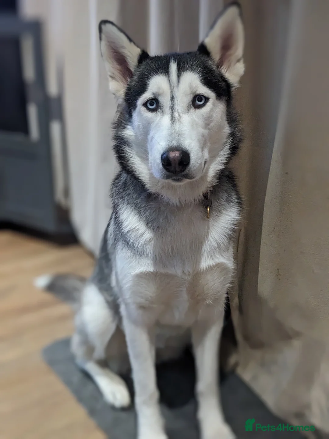 Mixed Breed dogs for sale: Husky x looking for a new home. - Advert 1