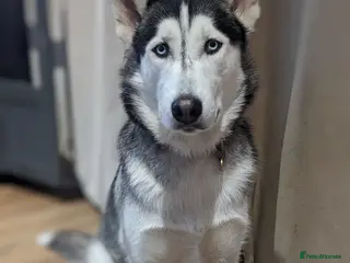 Mixed Breed dogs Husky x looking for a new home. - Advert 7
