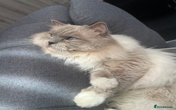 Ragdoll cats for stud: PROVEN GCCF Active Ragdoll Stud Dilute Lilac Genes in Manchester - Image 8