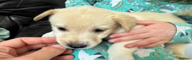 Mixed Breed Puppy 3