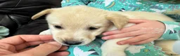 Mixed Breed dogs for sale: 7 beautiful siberian husky x labrador puppies - Advert 26