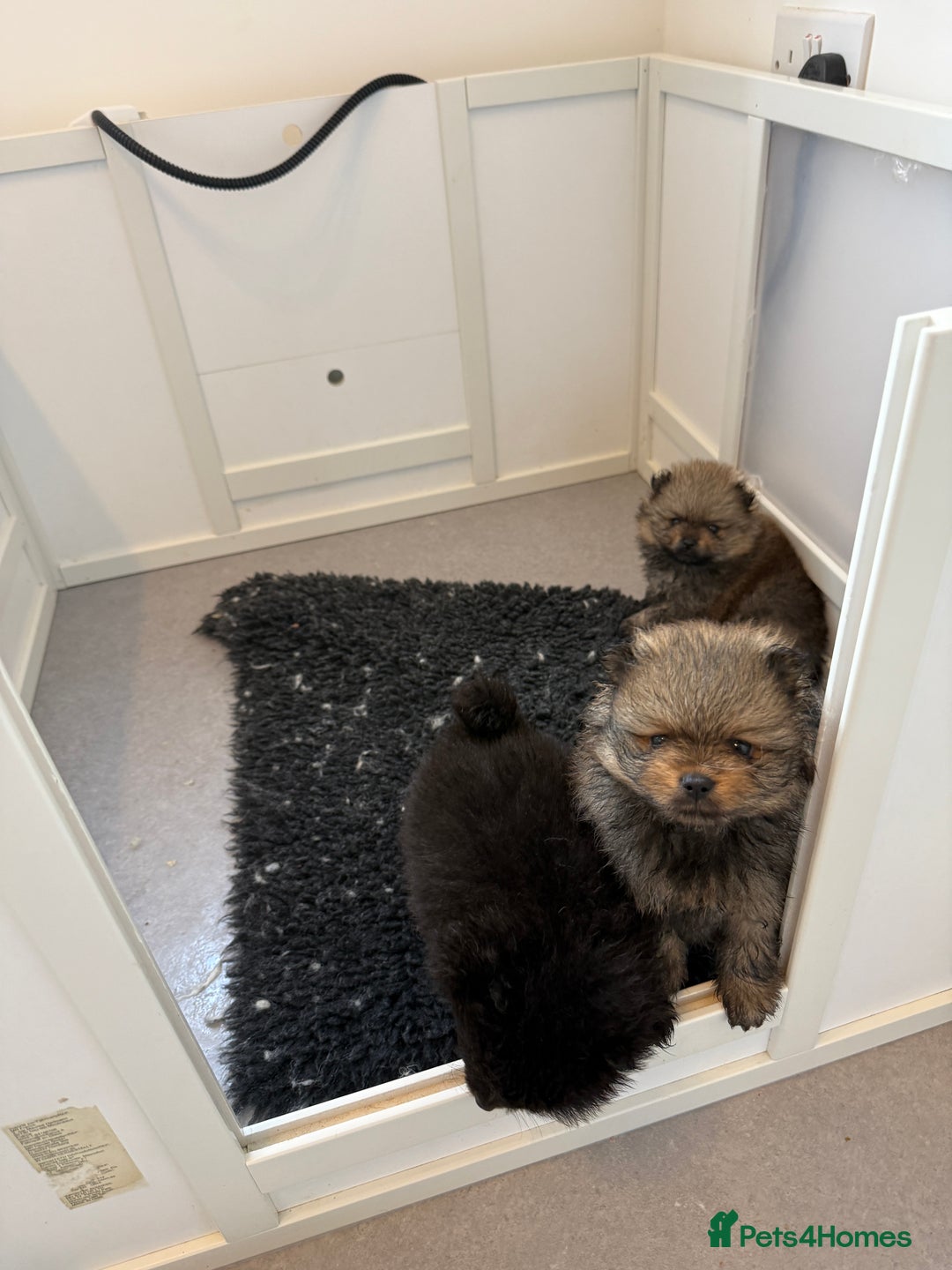 Pomeranian dogs for sale: Stunning Pomeranian puppies - Image 4