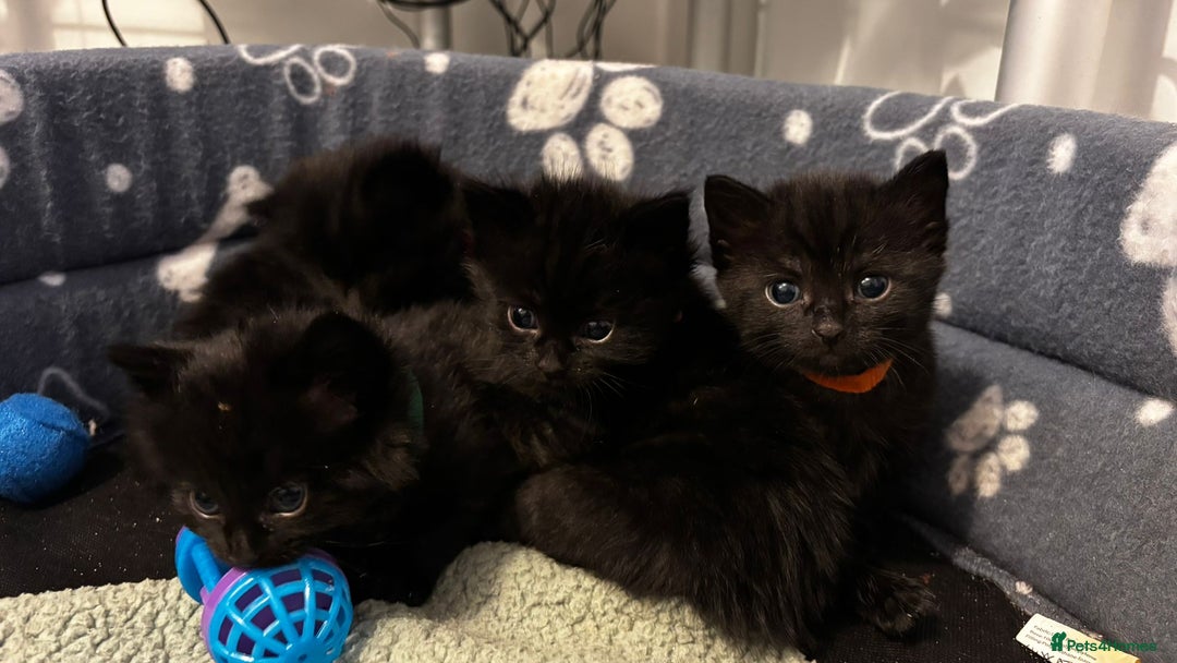 Domestic Shorthair cats for sale: Black kittens - Image 5