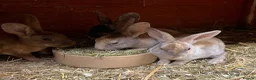 Rex rabbits for sale: Mini Rex  - Advert 3