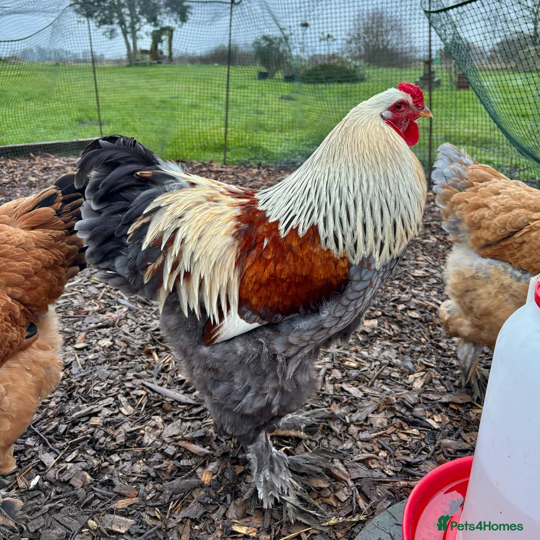 Chickens poultry for sale: Brahma Large Fowl Hatching Eggs - Advert 14